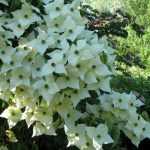 Der Chinesische Blumen-Hartriegel, verkörperte Eleganz.