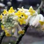 Eine prächtige Blüte, ein betörender Duft – entdecken Sie die Edgeworthia chrysantha