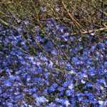 Kennen Sie die Veronica umbrosa 'Georgia Blue'?