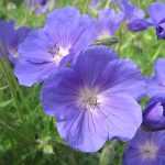 Die schönsten blauen Storchschnäbel