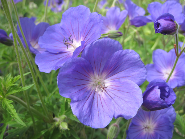 Die schönsten blauen Storchschnäbel