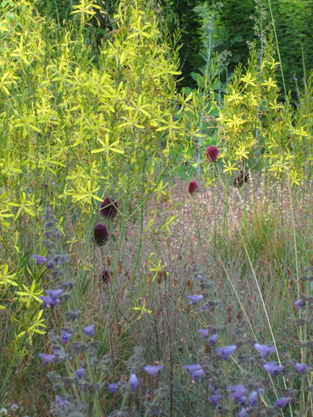 Allium sphaerocephalon, ein Zierlauch von wunderbarer Zurückhaltung.