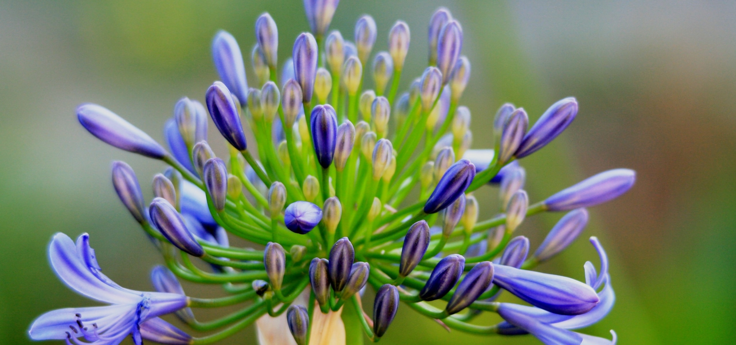 Liebesblumen: Wie pflanzt man sie?