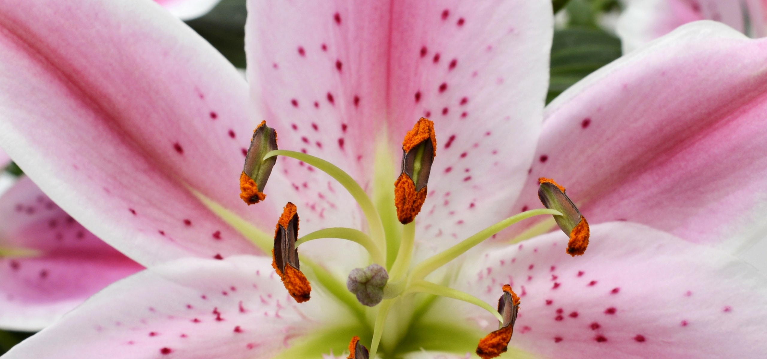 Lilien pflanzen und kultivieren