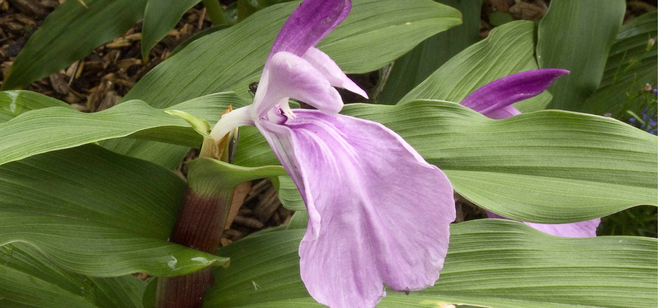 Ingwerorchideen pflanzen
