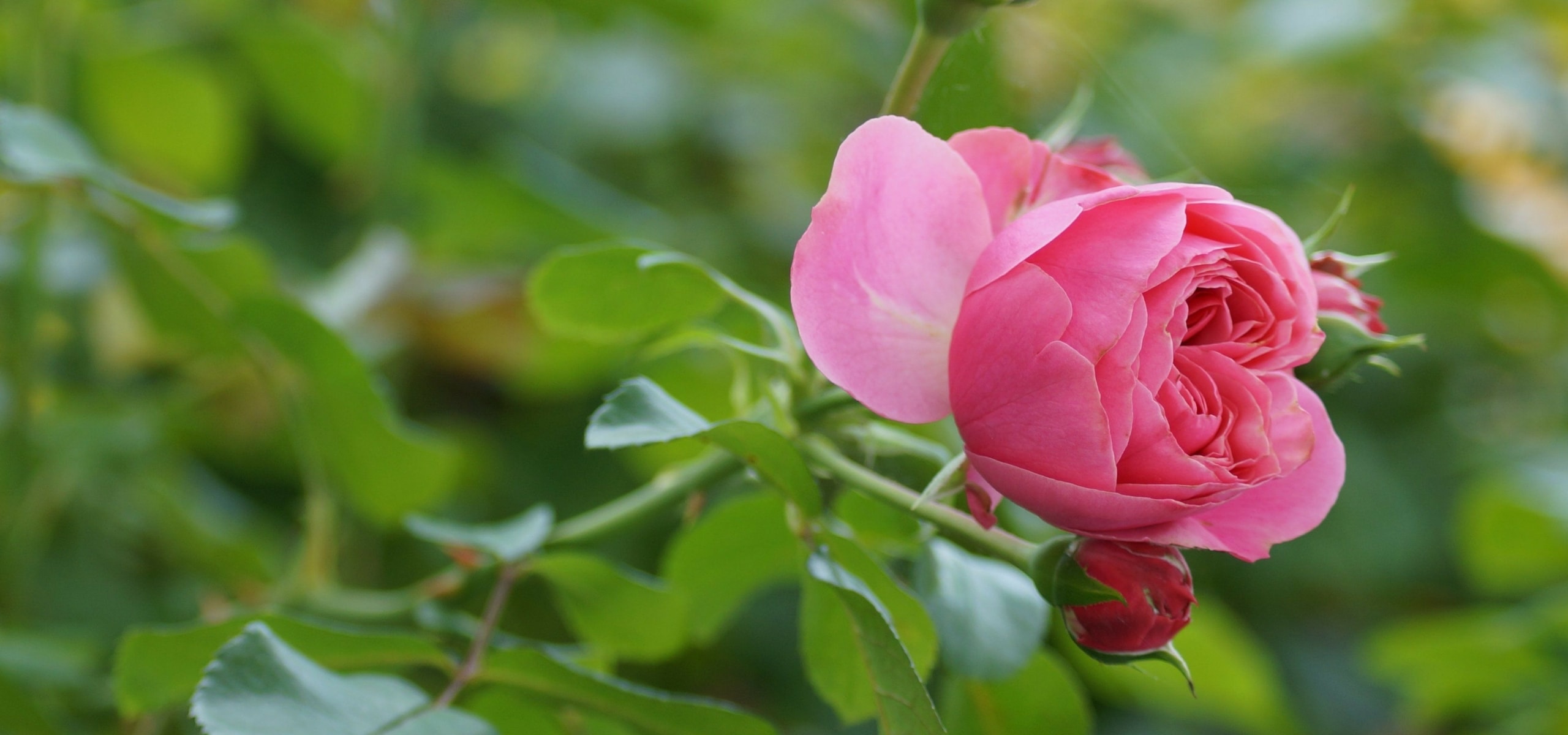 Rose im Torfbeutel oder wurzelnackt