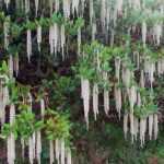 Garrya elliptica, ein winterblühender Strauch