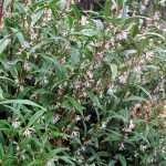 Der Sarcococca hookeriana, ein sehr unauffälliger Strauch.