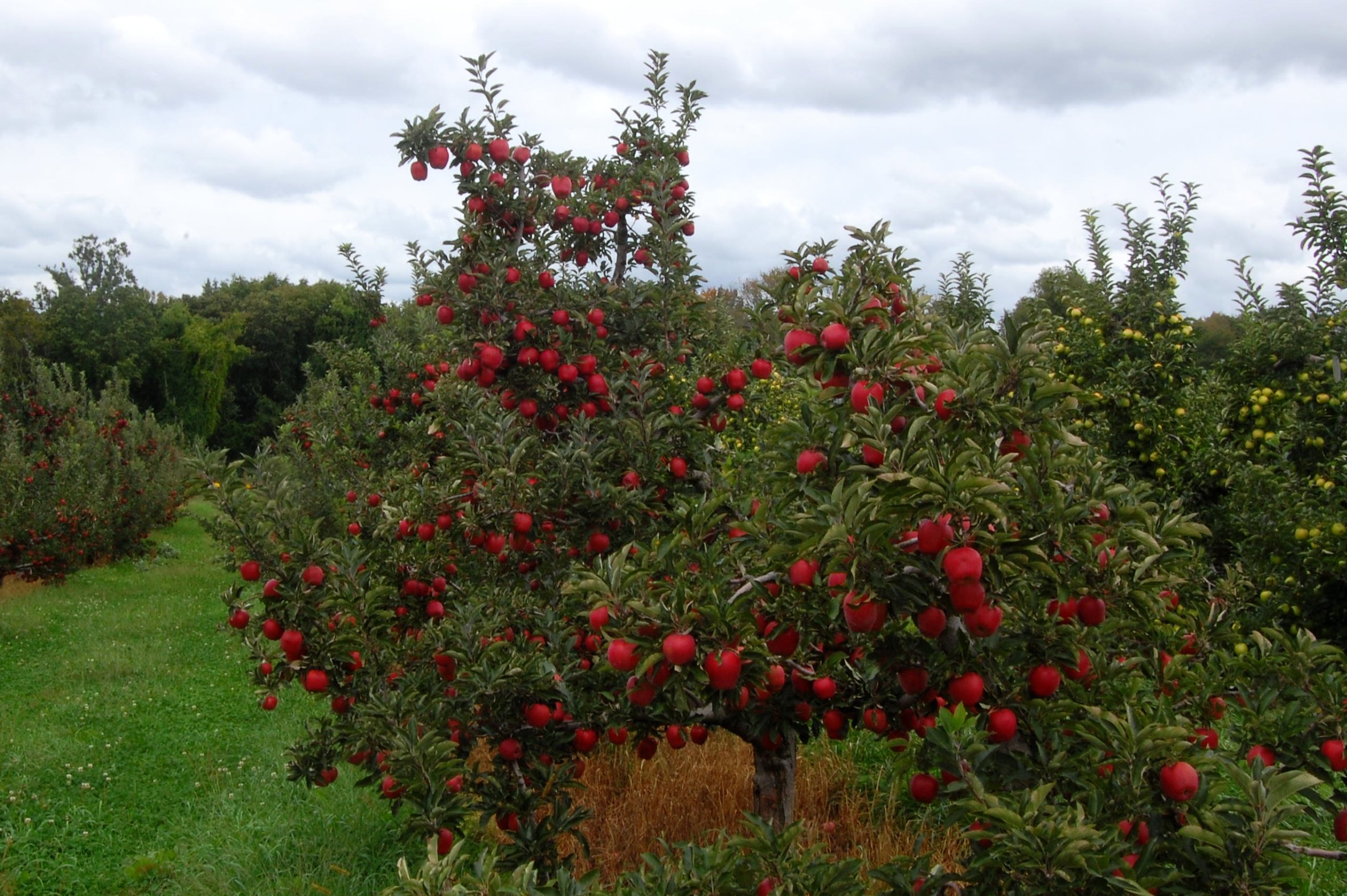 Säen Sie eine blühende Wiese am Fuße Ihrer Obstbäume aus und die Natur wird es Ihnen danken.