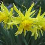 Gelbe Blumen im Garten temperieren