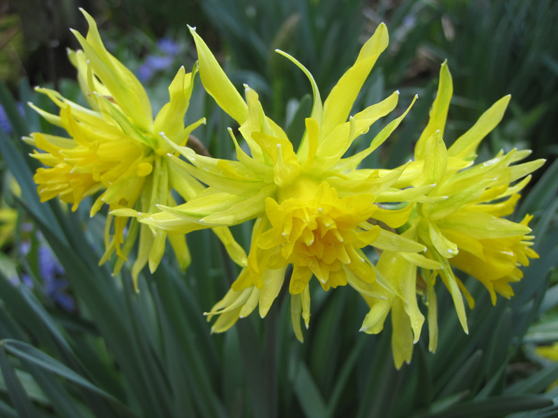 Gelbe Blumen im Garten temperieren