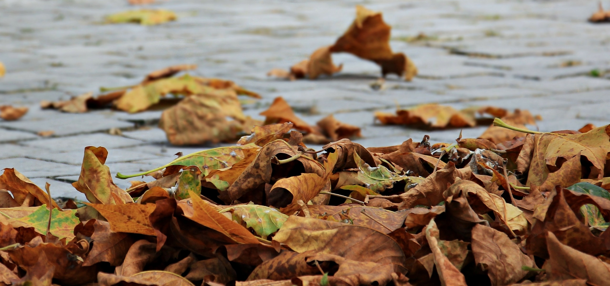 Herbstlaub: Wie Sie es im Garten verwenden können?