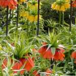 Schachblumen: pflanzen und pflegen