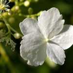 Sternhortensie oder Hydrangea petiolaris durch Stecklinge vermehren