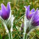 10 mehrjährige Pflanzen mit Blüte im zeitigen Frühjahr