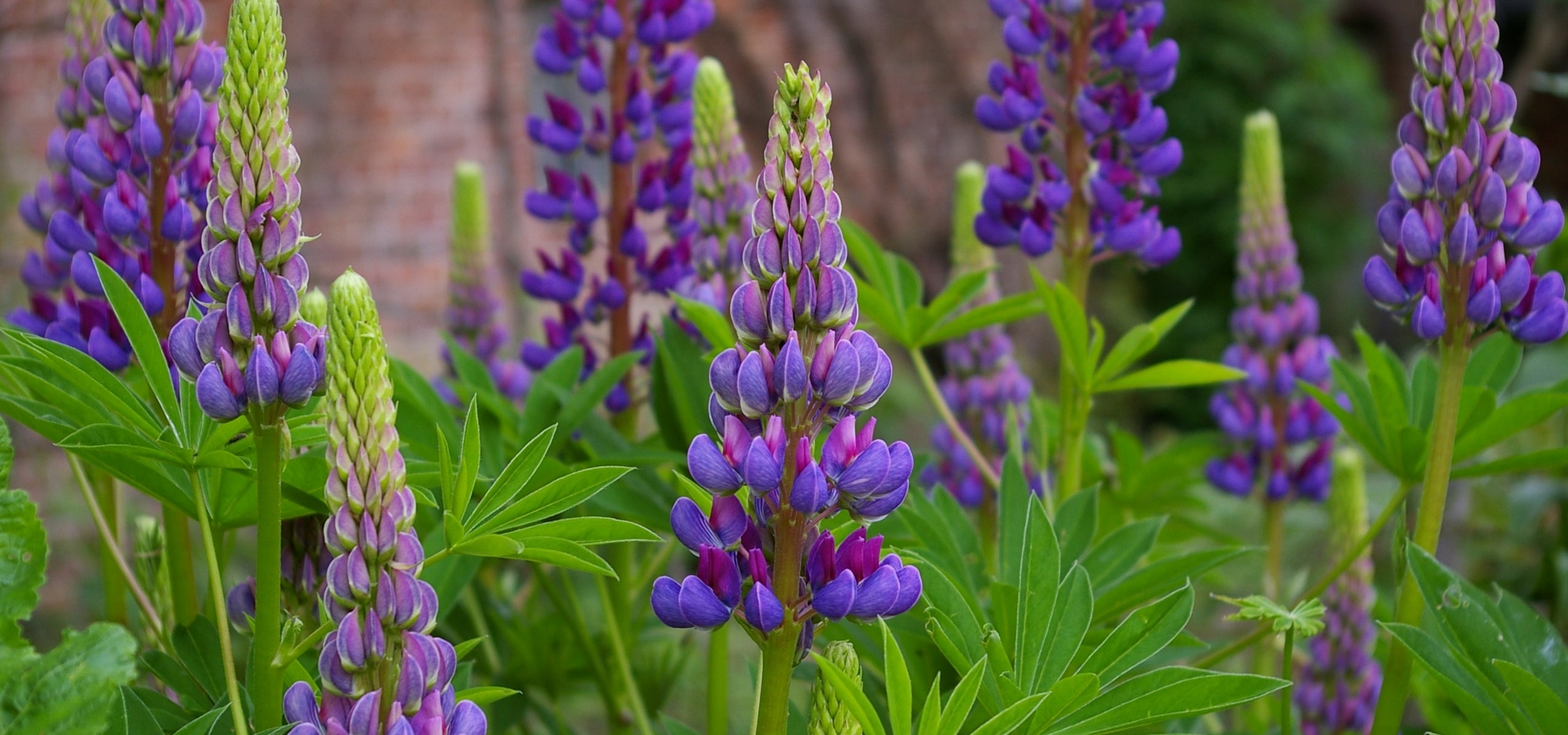 Lupinen erfolgreich pflanzen