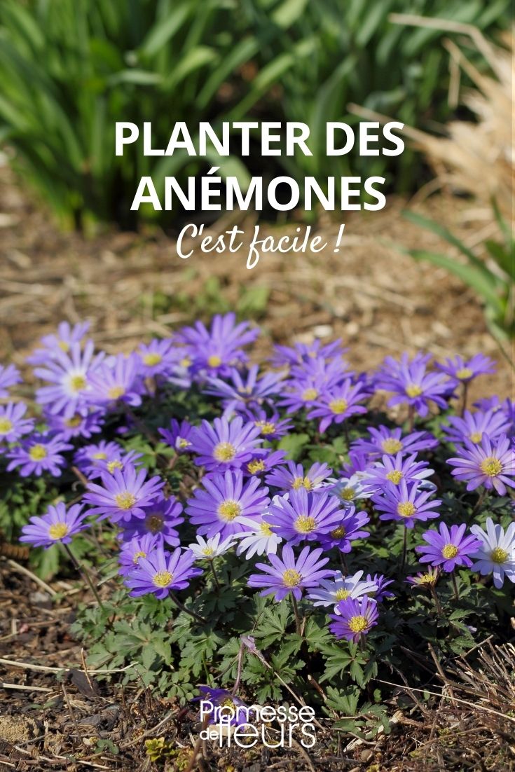 Anemonen pflanzen