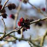 Die Blüte des Parrotia persica