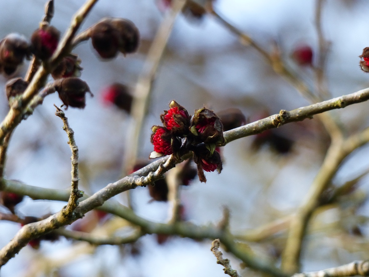 Die Blüte des Parrotia persica