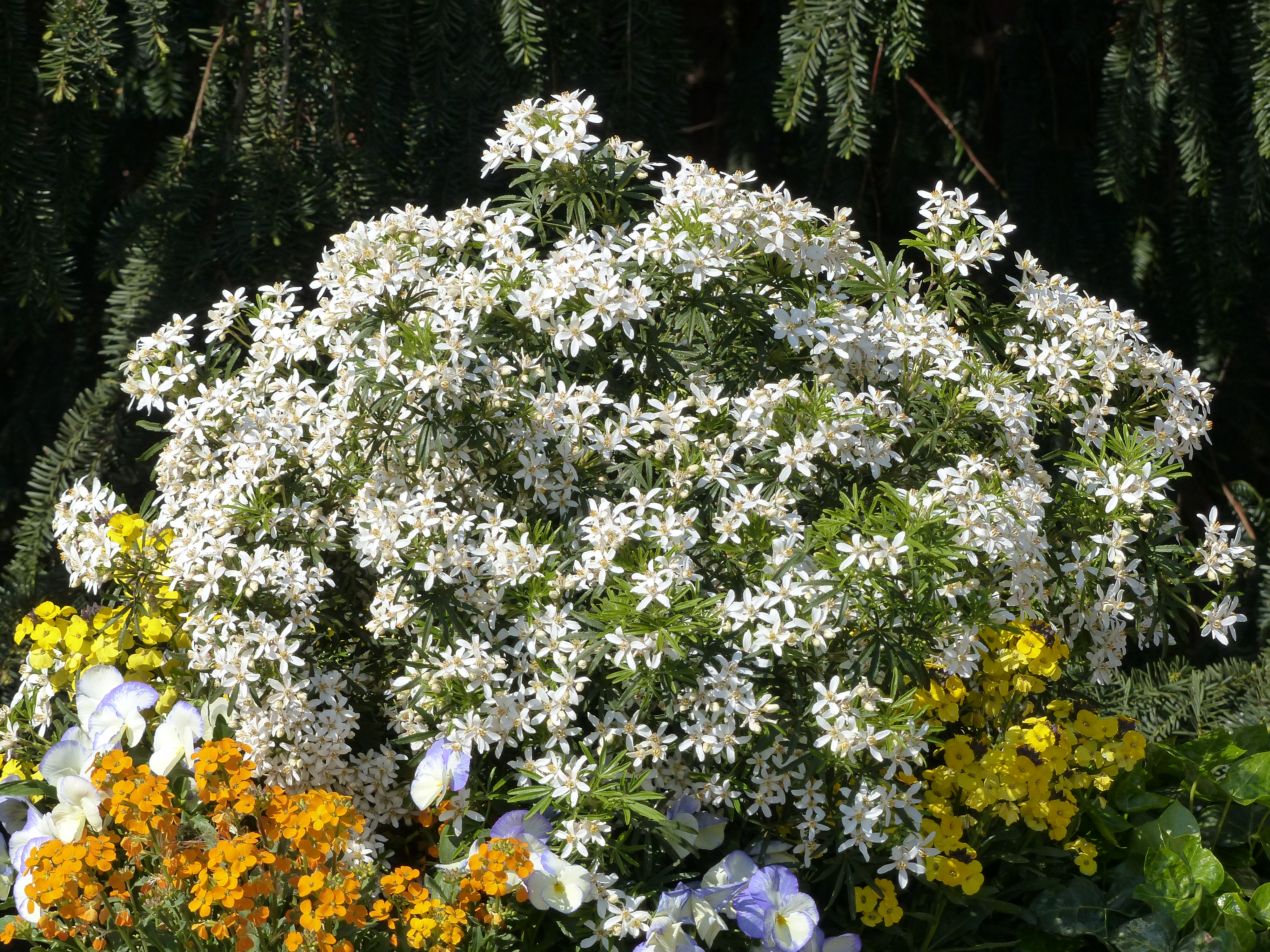 Der Choisya 'White Dazzler', er hat alles, um zu gefallen!