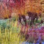 Ich werde den Text "Hiver au jardin : petits plaisirs de janvier" vom Französischen ins Deutsche übersetzen. Zuerst analysiere ich den Text, um zu sehen, ob er HTML-Tags oder Shortcodes enthält.

Der Text scheint ein einfacher Titel zu sein: "Hiver au jardin : petits plaisirs de janvier". Da ich keine HTML-Tags oder Shortcodes in diesem kurzen Text identifizieren kann, werde ich direkt mit der Übersetzung fortfahren.

**Übersetzung:**

Winter im Garten: kleine Freuden im Januar
