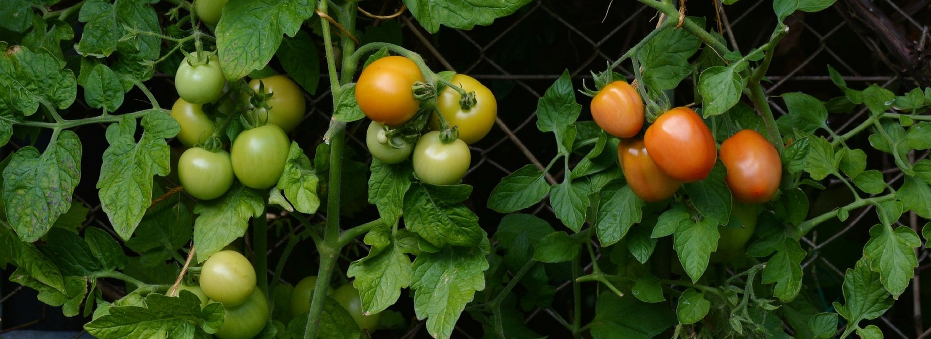 Tomaten als Jungpflanzen mit kleinem Wurzelballen pflanzen