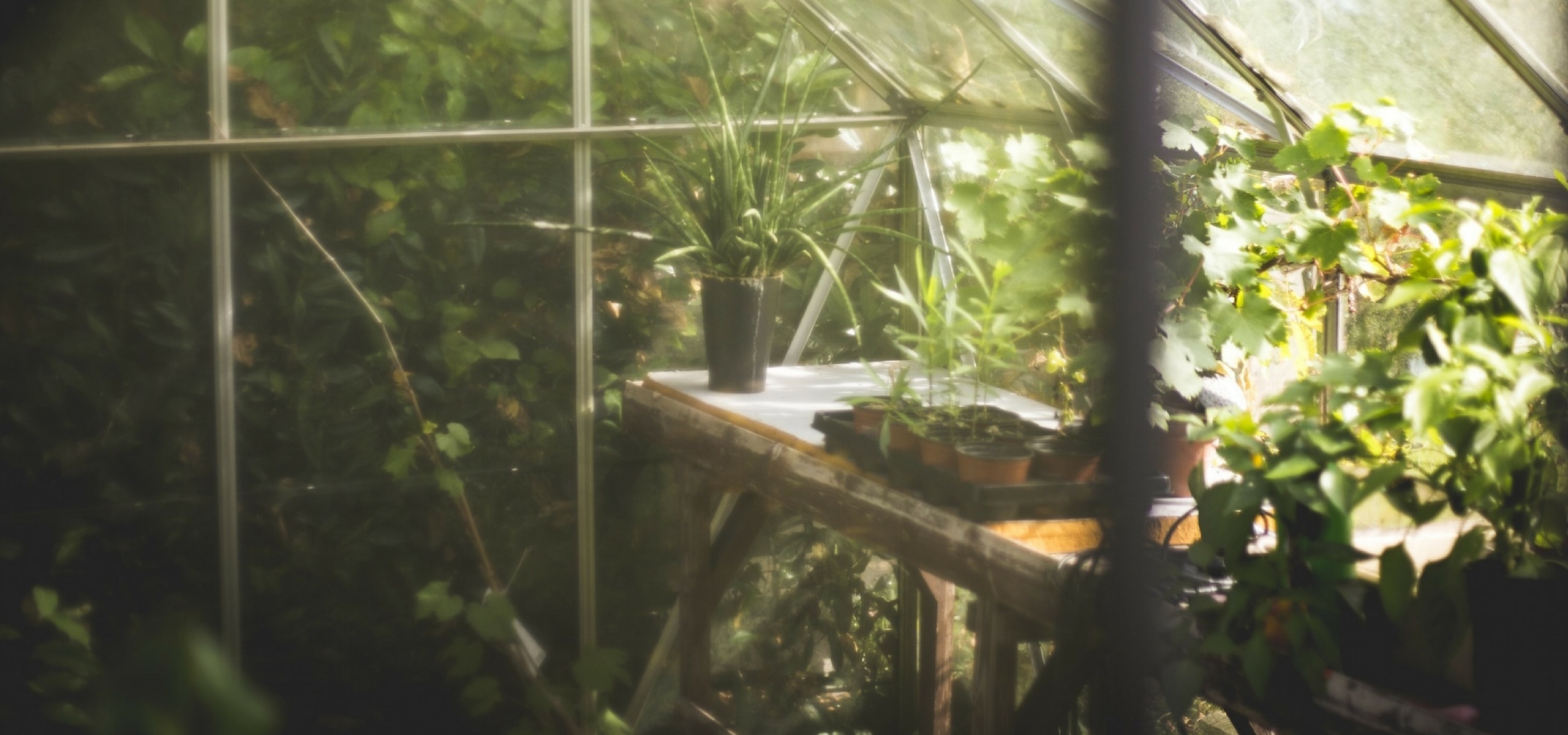 Jungpflanzen für den Gemüsegarten: Wie pflanzt man sie richtig für einen ertragreichen Gemüsegarten?