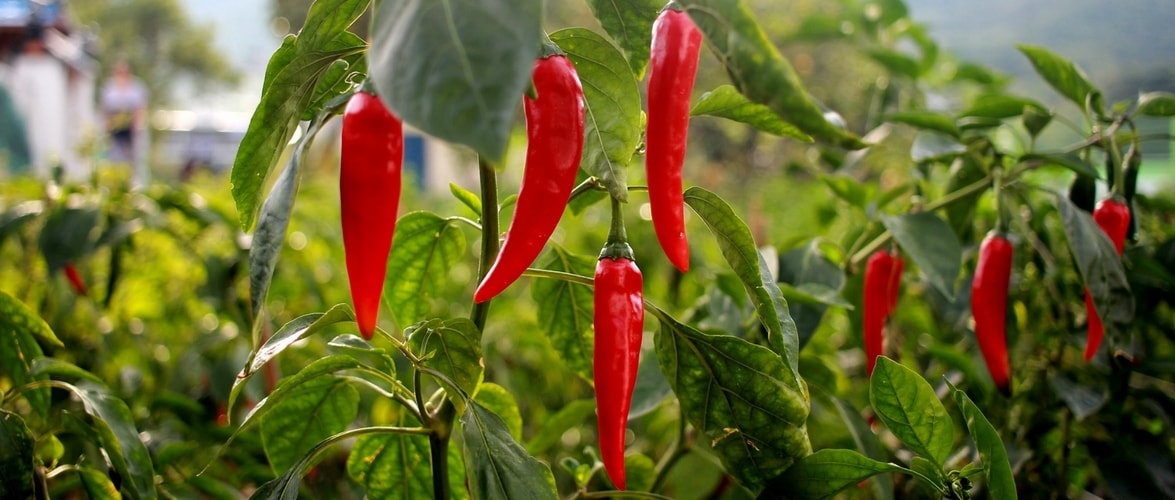 Wählen Sie Ihre Chili-Schoten nach ihrer Schärfe aus.