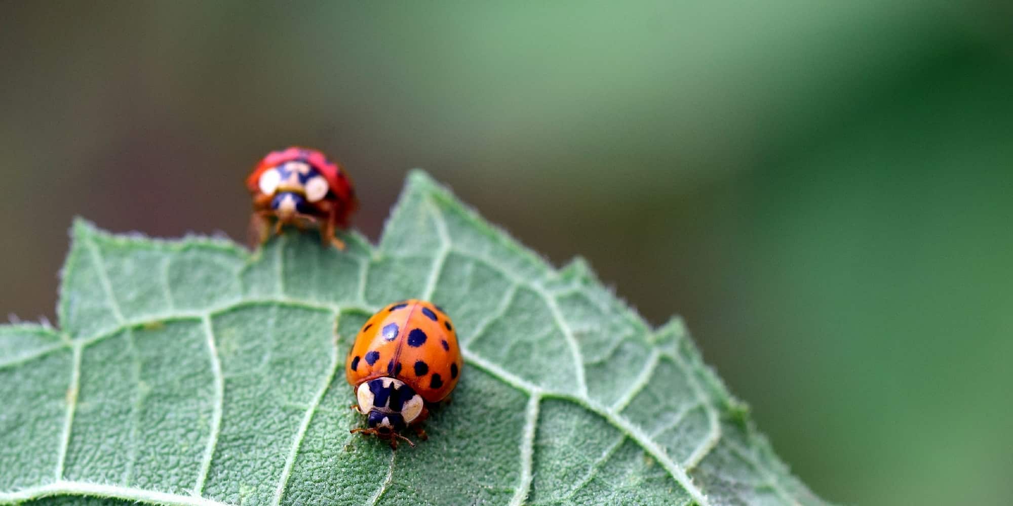 Biologische Bekämpfung im Garten: Locken Sie Nützlinge an, um Ihre Pflanzen auf natürliche Weise zu schützen