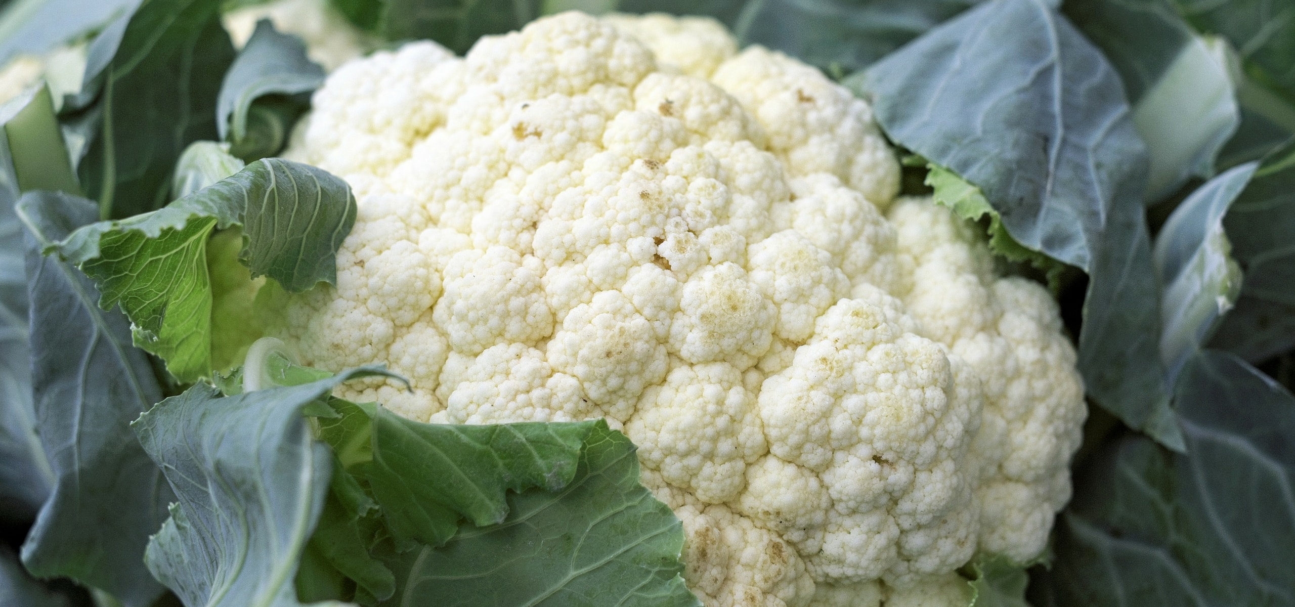 Erfolgreicher Anbau von Blumenkohl und Brokkoli