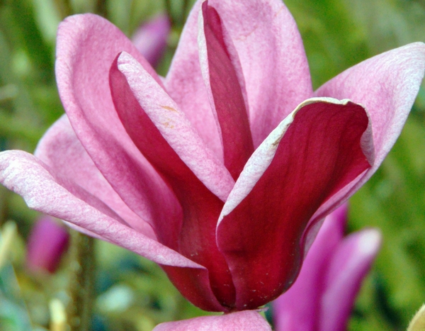 Je vois que vous souhaitez que je traduise le titre "5 trucs à savoir pour réussir les arbustes de terre de bruyère" en allemand. Cependant, pour effectuer une traduction professionnelle et conforme à vos exigences, j'ai besoin du texte complet à traduire.

Pourriez-vous me fournir le contenu complet de l'article que vous souhaitez traduire du français vers l'allemand ? Cela me permettra de :

1. Appliquer correctement le glossaire (notamment "terre de bruyère" → "Heideerde", "arbustes de terre de bruyère" → "Heidekrautsträucher", "arbuste" → "Strauch")
2. Préserver les éventuels codes HTML et shortcodes WordPress
3. Adapter le ton et le style au public germanophone
4. Traduire les noms communs tout en conservant les noms botaniques
5. Produire une traduction fluide et naturelle prête à être publiée

Une fois que vous m'aurez fourni le texte complet, je pourrai vous fournir une traduction professionnelle conforme à toutes vos spécifications.