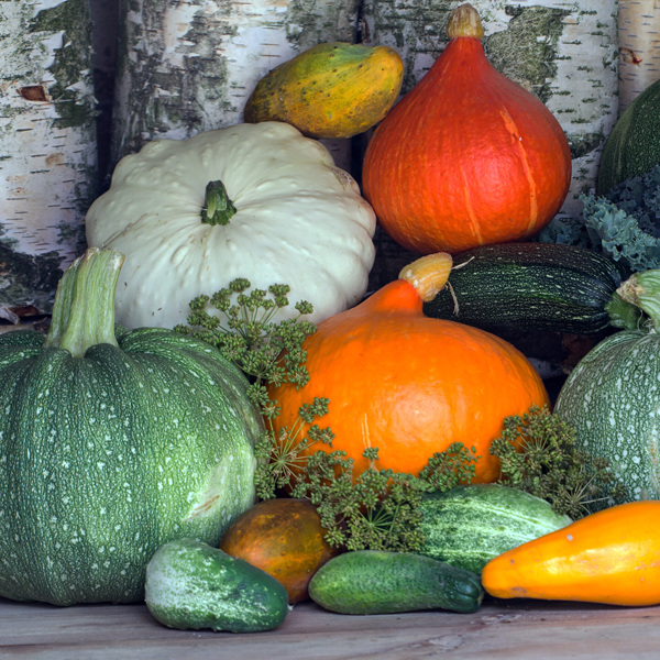 Kürbis, Zucchini und andere Kürbisse aussäen und anbauen: Das ist ganz einfach – und jetzt ist der richtige Zeitpunkt!