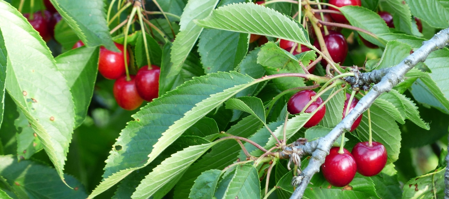 Wie schützt man seine Obstbäume vor Vögeln?