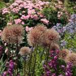 Zierlauch: Soll man verblühte Blüten abschneiden?