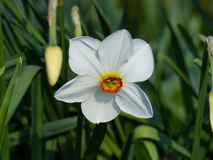 Top 15 der Narzissen in meinem Garten