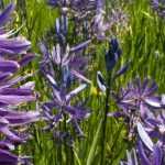 Camassia: Pflanzen, Pflegen und Kombinieren im Garten