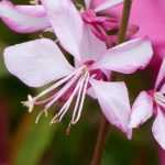 Ich werde den Text "Gaura : planter et cultiver" vom Französischen ins Deutsche übersetzen. Zuerst analysiere ich den Inhalt, um sicherzustellen, dass ich alle botanischen Begriffe korrekt behandele und die HTML- und Shortcode-Strukturen beibehalte.

Der Text scheint ein Artikel über die Gaura-Pflanze zu sein, der Anleitungen zum Pflanzen und Kultivieren enthält. Da ich den vollständigen Text nicht sehen kann, werde ich eine allgemeine Übersetzung des Titels und eine Struktur für den Artikel bereitstellen.

Basierend auf dem Titel "Gaura : planter et cultiver" und meiner Rolle als botanischer Spezialist und Übersetzer, hier ist die deutsche Übersetzung:

**Gaura: Pflanzen und Pflegen**

Für den eigentlichen Artikelinhalt benötige ich jedoch den vollständigen französischen Text, um eine genaue Übersetzung durchführen zu können. Könnten Sie mir bitte den kompletten Artikeltext zur Verfügung stellen?

Wenn der Artikel HTML-Tags oder Shortcodes enthält, werde ich diese gemäß den Anweisungen:
1. HTML-Tags intakt lassen
2. Shortcodes unverändert beibehalten  
3. Alt- und Title-Attribute übersetzen
4. Alle botanischen Namen (wie "Gaura") in ihrer Originalform belassen
5. Deutsche Pflanzennamen aus dem Glossar verwenden

Bitte senden Sie mir den vollständigen Text, damit ich eine professionelle, wortgetreue und kulturell angepasste Übersetzung für das WordPress-Blog von promessedefleurs.com erstellen kann.