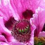 <h1>Orientalischer Mohn: Wie kultiviert man ihn?</h1>

<p>Der Orientalische Mohn (<em>Papaver orientale</em>) ist eine der spektakulärsten Stauden für den Frühlingsgarten. Mit seinen großen, seidigen Blüten in leuchtenden Farben bringt er einen Hauch von Exotik in jedes Blumenbeet. Doch wie kultiviert man diese prächtige Pflanze erfolgreich?</p>

<h2>Standort und Boden</h2>

<p>Der Orientalische Mohn bevorzugt einen <strong>sonnigen Standort</strong> mit mindestens 6 Stunden direkter Sonneneinstrahlung pro Tag. Der Boden sollte <strong>durchlässig, humusreich und eher trocken</strong> sein. Staunässe verträgt die Pflanze überhaupt nicht und führt schnell zu Wurzelfäule.</p>

<img src="pavot-oriental.jpg" alt="Orientalischer Mohn in Blüte" title="Orientalischer Mohn">

<h2>Pflanzung und Pflege</h2>

<p>Die beste Pflanzzeit ist im <strong>Herbst oder Frühjahr</strong>. Achten Sie darauf, dass die Pfahlwurzel nicht beschädigt wird, da Orientalischer Mohn dies nicht gut verträgt. Nach der Blüte im Juni zieht die Pflanze ein – schneiden Sie die vertrockneten Blätter erst ab, wenn sie vollständig eingezogen sind.</p>

<h2>Vermehrung</h2>

<p>Orientalischer Mohn kann auf verschiedene Weise vermehrt werden:</p>

<ul>
<li><strong>Teilung</strong> im Herbst oder Frühjahr</li>
<li><strong>Aussaat</strong> direkt ins Freiland im Frühjahr</li>
<li><strong>Wurzelstecklinge</strong> im Spätherbst</li>
</ul>

<h2>Beliebte Sorten</h2>

<p>Es gibt zahlreiche wunderschöne Sorten von Orientalischem Mohn:</p>

<ul>
<li><em>Papaver orientale</em> 'Beauty of Livermere' – tiefrot</li>
<li><em>Papaver orientale</em> 'Patty's Plum' – violett-pflaumenfarben</li>
<li><em>Papaver orientale</em> 'Cedric Morris' – zartrosa mit dunklem Auge</li>
</ul>

[gallery ids="1,2,3"]

<h2>Tipps für eine erfolgreiche Kultur</h2>

<p>Für eine üppige Blüte empfehlen wir:</p>

<ol>
<li>Im Frühjahr mit Kompost düngen</li>
<li>Verblühte Blütenstände entfernen, um die Bildung neuer Blüten zu fördern</li>
<li>Im Winter mit Reisig vor starkem Frost schützen</li>
<li>Bei Trockenheit mäßig gießen</li>
</ol>

<p>Mit der richtigen Pflege wird Ihr Orientalischer Mohn Jahr für Jahr mit seiner prächtigen Blüte begeistern!</p>

[button link="#" text="Samen kaufen"]
