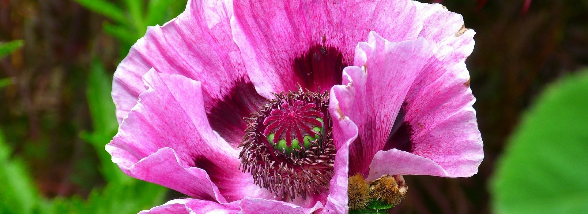 <h1>Orientalischer Mohn: Wie kultiviert man ihn?</h1>

<p>Der Orientalische Mohn (<em>Papaver orientale</em>) ist eine der spektakulärsten Stauden für den Frühlingsgarten. Mit seinen großen, seidigen Blüten in leuchtenden Farben bringt er einen Hauch von Exotik in jedes Blumenbeet. Doch wie kultiviert man diese prächtige Pflanze erfolgreich?</p>

<h2>Standort und Boden</h2>

<p>Der Orientalische Mohn bevorzugt einen <strong>sonnigen Standort</strong> mit mindestens 6 Stunden direkter Sonneneinstrahlung pro Tag. Der Boden sollte <strong>durchlässig, humusreich und eher trocken</strong> sein. Staunässe verträgt die Pflanze überhaupt nicht und führt schnell zu Wurzelfäule.</p>

<img src="pavot-oriental.jpg" alt="Orientalischer Mohn in Blüte" title="Orientalischer Mohn">

<h2>Pflanzung und Pflege</h2>

<p>Die beste Pflanzzeit ist im <strong>Herbst oder Frühjahr</strong>. Achten Sie darauf, dass die Pfahlwurzel nicht beschädigt wird, da Orientalischer Mohn dies nicht gut verträgt. Nach der Blüte im Juni zieht die Pflanze ein – schneiden Sie die vertrockneten Blätter erst ab, wenn sie vollständig eingezogen sind.</p>

<h2>Vermehrung</h2>

<p>Orientalischer Mohn kann auf verschiedene Weise vermehrt werden:</p>

<ul>
<li><strong>Teilung</strong> im Herbst oder Frühjahr</li>
<li><strong>Aussaat</strong> direkt ins Freiland im Frühjahr</li>
<li><strong>Wurzelstecklinge</strong> im Spätherbst</li>
</ul>

<h2>Beliebte Sorten</h2>

<p>Es gibt zahlreiche wunderschöne Sorten von Orientalischem Mohn:</p>

<ul>
<li><em>Papaver orientale</em> 'Beauty of Livermere' – tiefrot</li>
<li><em>Papaver orientale</em> 'Patty's Plum' – violett-pflaumenfarben</li>
<li><em>Papaver orientale</em> 'Cedric Morris' – zartrosa mit dunklem Auge</li>
</ul>

[gallery ids="1,2,3"]

<h2>Tipps für eine erfolgreiche Kultur</h2>

<p>Für eine üppige Blüte empfehlen wir:</p>

<ol>
<li>Im Frühjahr mit Kompost düngen</li>
<li>Verblühte Blütenstände entfernen, um die Bildung neuer Blüten zu fördern</li>
<li>Im Winter mit Reisig vor starkem Frost schützen</li>
<li>Bei Trockenheit mäßig gießen</li>
</ol>

<p>Mit der richtigen Pflege wird Ihr Orientalischer Mohn Jahr für Jahr mit seiner prächtigen Blüte begeistern!</p>

[button link="#" text="Samen kaufen"]