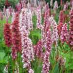 Kleinköpfiger Knöterich: Pflanzung, Kultivierung und Pflege