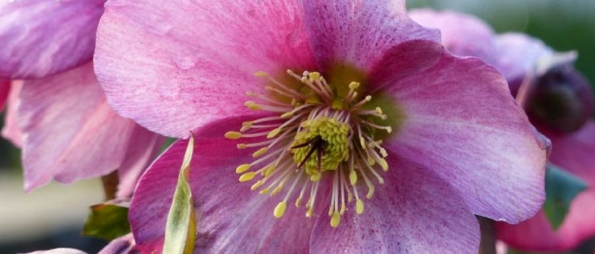 Ich werde den Text "Hellébores : les planter, les cultiver" vom Französischen ins Deutsche übersetzen. Zuerst muss ich den Text analysieren, um HTML-Tags und Shortcodes zu identifizieren, die validiert werden müssen.

Da der Text sehr kurz ist ("Hellébores : les planter, les cultiver"), scheint es sich um einen Titel oder eine Überschrift zu handeln. Gemäß dem Glossary muss "Hellébores" als "Frühlings Nieswurz" übersetzt werden.

Lassen Sie mich die Übersetzung vorbereiten:

Original: "Hellébores : les planter, les cultiver"
Übersetzung: "Frühlings Nieswurz: pflanzen und pflegen"

Da der Text keine HTML-Tags oder Shortcodes enthält, muss ich keine Validierungsfunktionen aufrufen. Die Übersetzung ist bereit.

**Frühlings Nieswurz: pflanzen und pflegen**