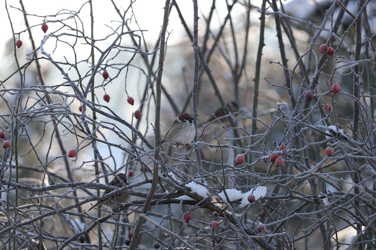 Der Kälteeinbruch steht bevor: Schützen Sie Ihren Garten
