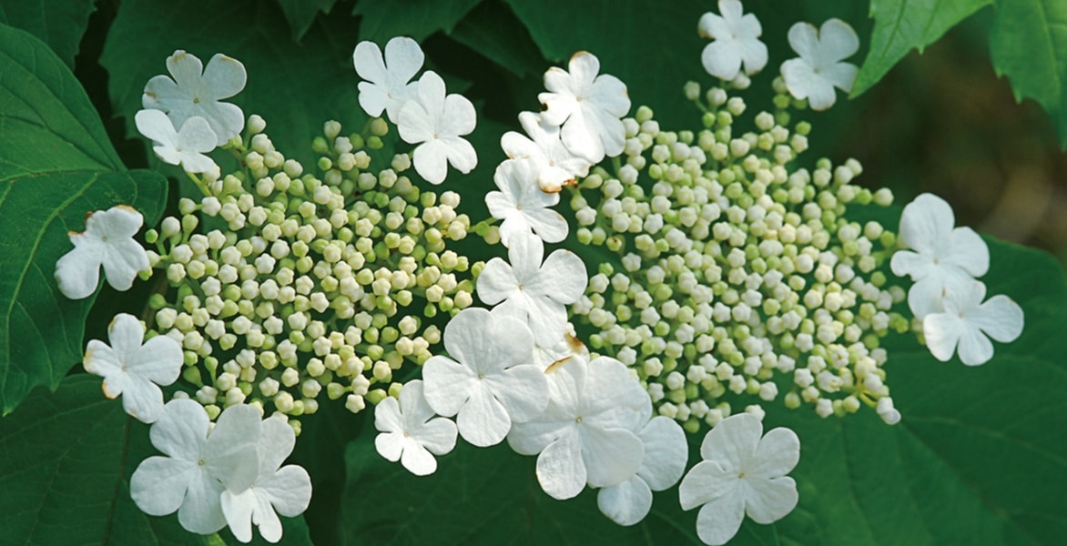 Ich werde den Text über Viburnum (Viorne) vom Französischen ins Deutsche übersetzen. Zuerst muss ich den Text analysieren, um HTML-Tags und Shortcodes zu identifizieren.

Da der Text "Viburnum, Viorne : le planter, le tailler et le cultiver" keine offensichtlichen HTML-Tags oder Shortcodes enthält, werde ich direkt mit der Übersetzung fortfahren.

**Übersetzung:**

Viburnum, Schneeball: Pflanzen, Schnitt und Pflege

**Erklärung der Übersetzung:**
1. "Viburnum" bleibt als botanischer Name unverändert
2. "Viorne" wird als "Schneeball" übersetzt (deutscher Trivialname für Viburnum)
3. "le planter" → "Pflanzen"
4. "le tailler" → "Schnitt" (gemäß Glossaire: "taille":"Schnitt")
5. "le cultiver" → "Pflege"

Die Übersetzung folgt den Richtlinien:
- Botanischer Name "Viburnum" bleibt unverändert
- Trivialname "Viorne" wird korrekt als "Schneeball" übersetzt
- Glossaire-Term "taille" wird als "Schnitt" übersetzt
- Tonalität ist informell und gärtnerisch, passend für Gartenenthusiasten
- Struktur bleibt erhalten mit Doppelpunkt und Aufzählung