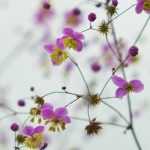 Thalictrum, Akeleiblättrige Wiesenraute: Pflanzung, Pflege und Kombinationsmöglichkeiten
