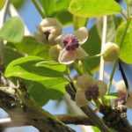 Ich werde den Text "Akebia : planter, tailler et entretenir" vom Französischen ins Deutsche übersetzen. Zuerst analysiere ich den Text, um sicherzustellen, dass ich alle Elemente korrekt behandele.

Der Text scheint ein Titel oder eine Überschrift zu sein, die sich mit der Akebia-Pflanze beschäftigt. Es geht um das Pflanzen, Schneiden und Pflegen dieser Pflanze. Gemäß dem Glossary muss ich "tailler" mit "Schnitt" übersetzen.

Da es sich um einen kurzen Titel handelt, gibt es keine HTML-Tags oder Shortcodes zu validieren. Ich werde die Übersetzung direkt durchführen.

**Übersetzung:**
Akebia: Pflanzen, Schnitt und Pflege