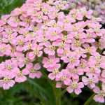 Garbe, Achillea: pflanzen, kultivieren und pflegen
