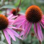 Sonnenhut: Säen, Anbau und Pflege