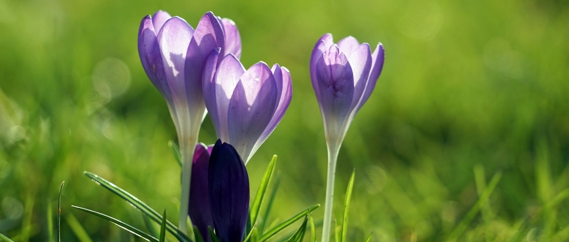 Frühjahrs-Krokus: Pflanzen, Kultivieren und Pflegen