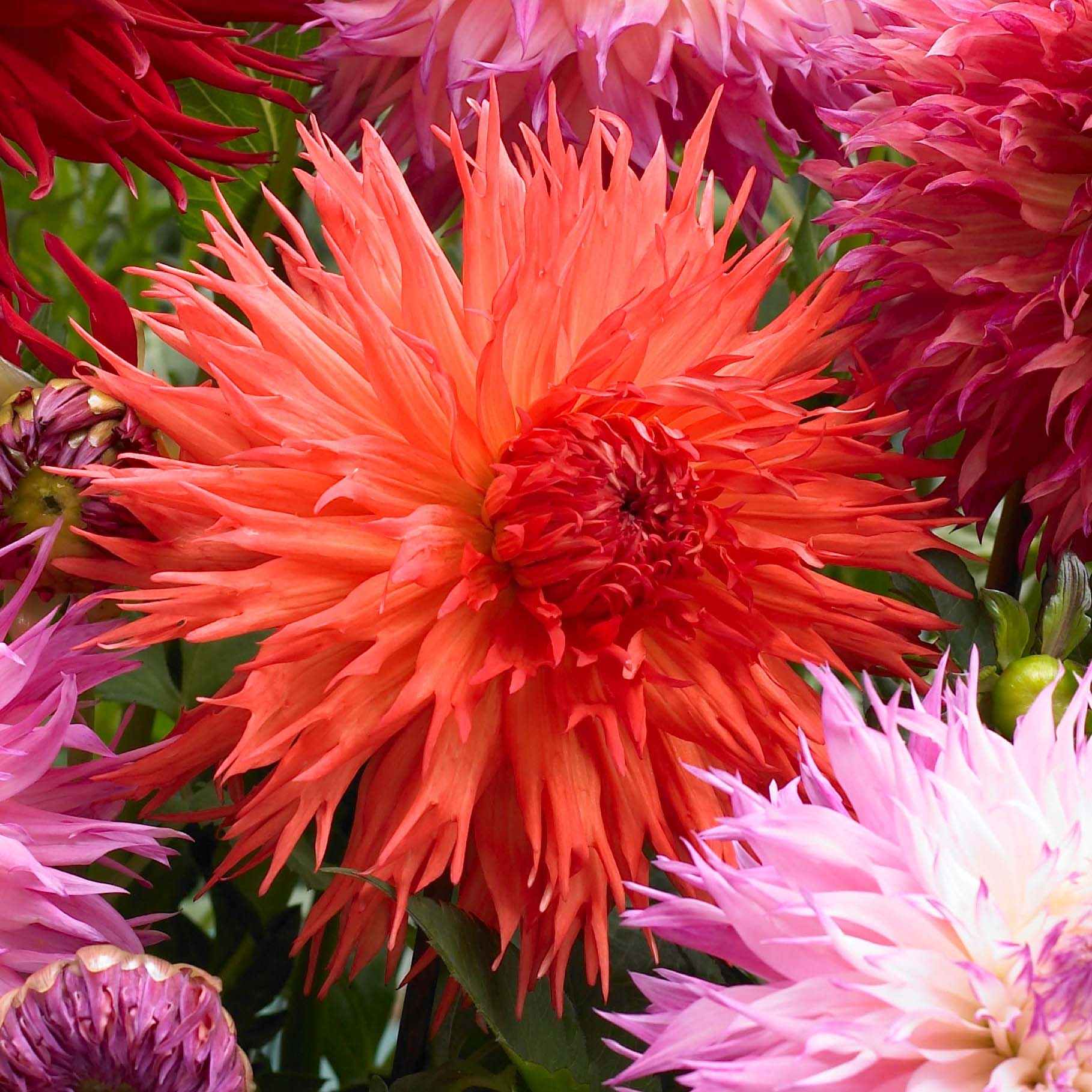Dahlien: So kombinieren Sie sie richtig im Garten