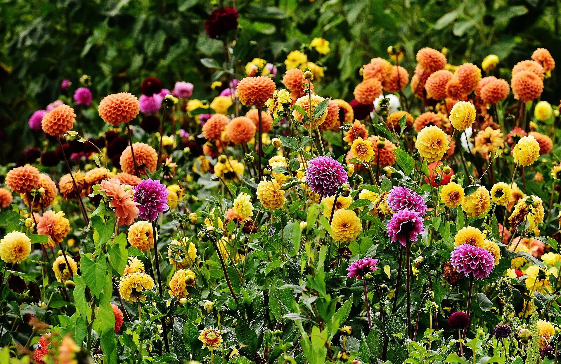 Wie Sie die richtigen Dahlien auswählen